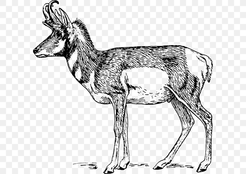Pronghorn Antelope Gazelle Impala Clip Art, PNG, 600x580px, Pronghorn, Animal, Animal Figure, Antelope, Antler Download Free