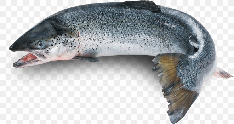 Rainbow Trout Chinook Salmon Atlantic Salmon Coho Salmon, PNG, 971x516px, Rainbow Trout, Aquaculture Of Salmonids, Atlantic Salmon, Chinook Salmon, Coho Salmon Download Free