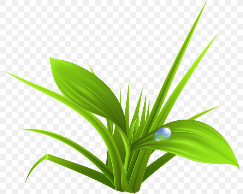 Download, PNG, 800x656px, Green, Cartoon, Chemical Element, Flower, Grass Download Free