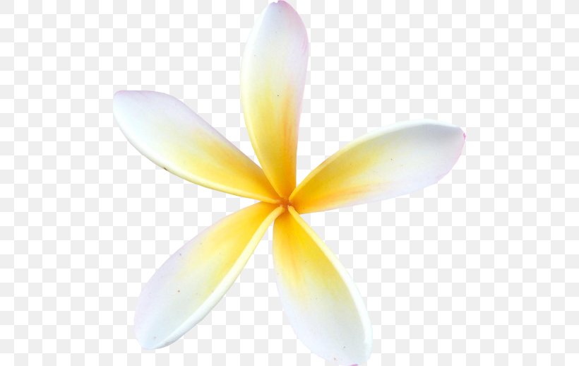 Frangipani Flower Petal Clip Art, PNG, 500x518px, Frangipani, Aroma, Blog, Flower, Liveinternet Download Free