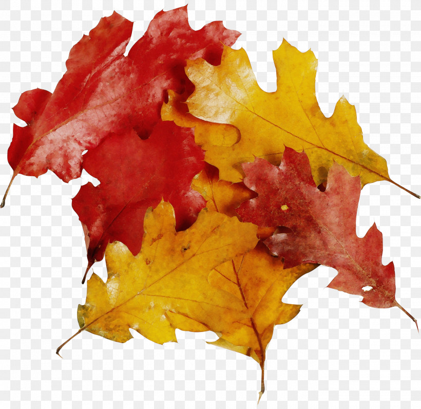 Maple Leaf, PNG, 2700x2623px, Watercolor, Autumn, Black Maple, Deciduous, Flower Download Free