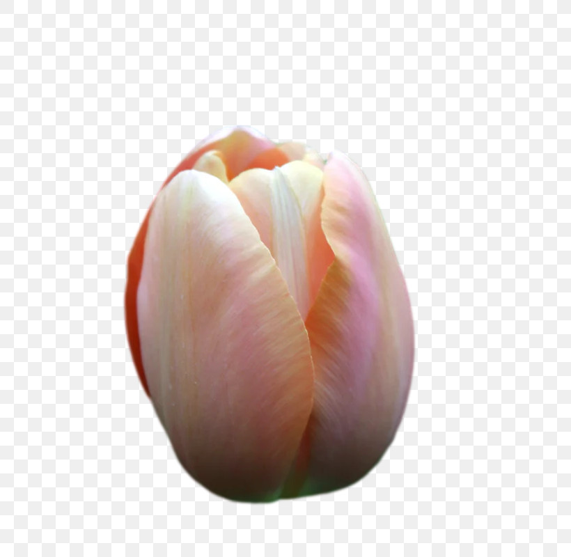 Tulip Lilies Petal Bud Close-up, PNG, 702x800px, Tulip, Biology, Bud, Closeup, Flower Download Free
