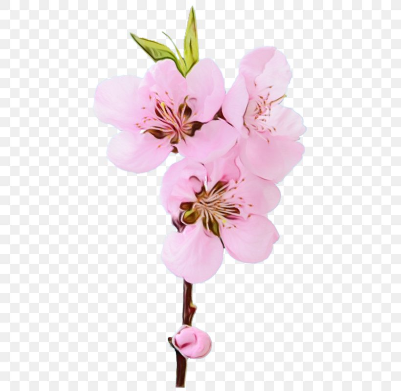Cherry Blossom, PNG, 504x800px, Watercolor, Blossom, Branch, Cherry Blossom, Cut Flowers Download Free