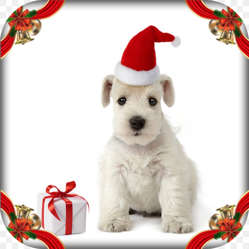 Dog Breed Puppy Miniature Schnauzer Photography, PNG, 1024x1024px, Dog Breed, Carnivoran, Christmas, Christmas Decoration, Christmas Ornament Download Free
