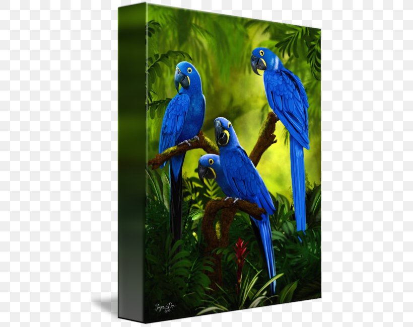 Macaw Parakeet Cobalt Blue Feather Beak, PNG, 469x650px, Macaw, Beak, Bird, Blue, Bluebird Download Free