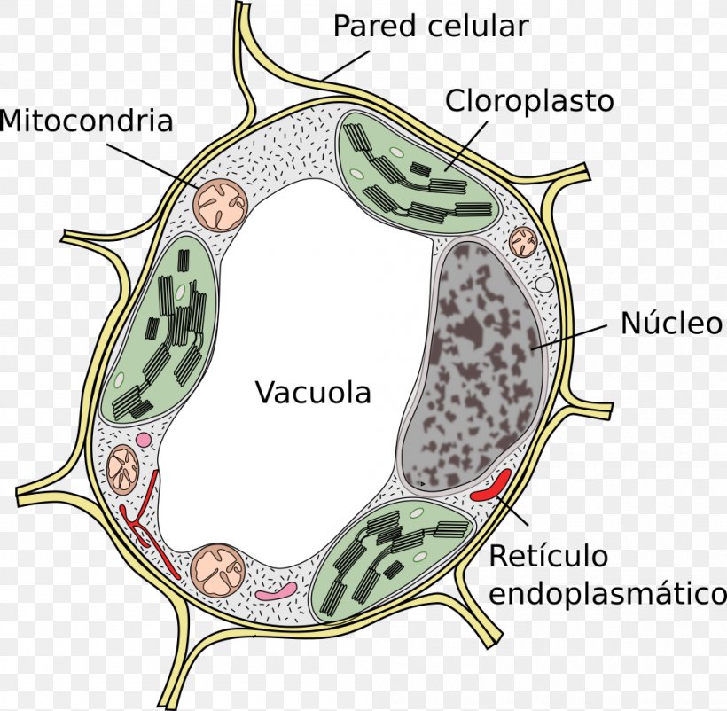 Plant Cell Vacuole Cèl·lula Eucariota, PNG, 1000x979px, Plant, Area, Cell, Cell Wall, Chloroplast Download Free
