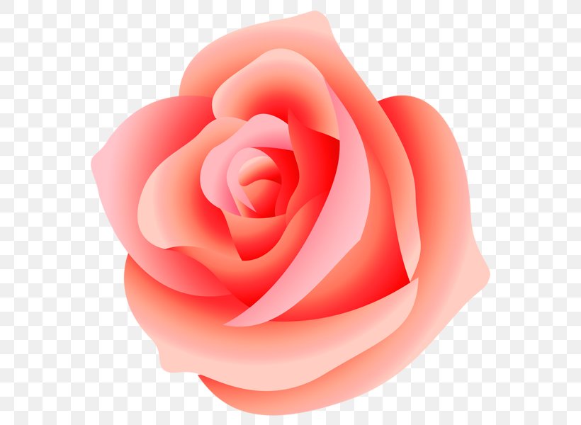 Rose Clip Art, PNG, 594x600px, Rose, Close Up, Cut Flowers, Flower, Flowering Plant Download Free