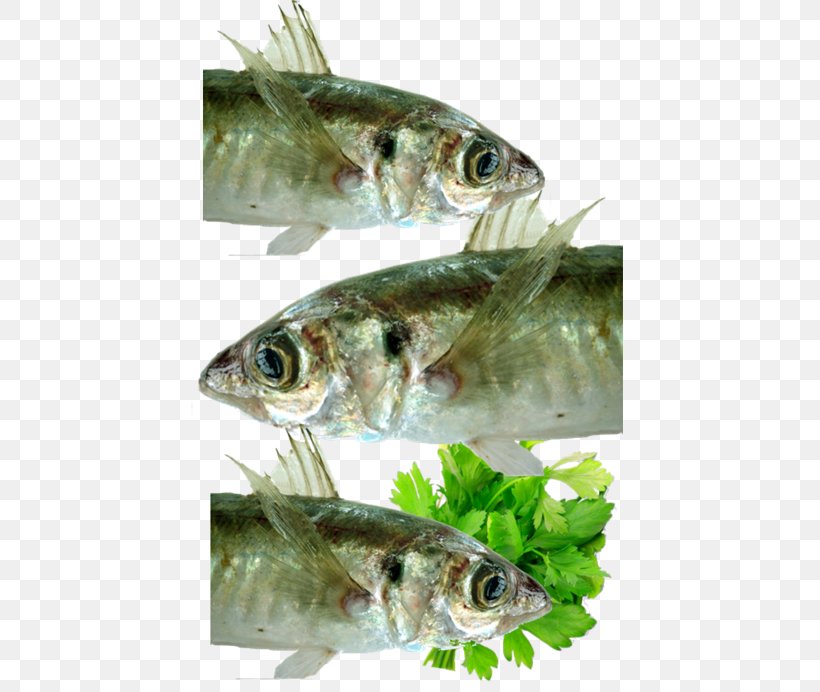 Sardine Mackerel Freelancer Fish Amway, PNG, 450x692px, Sardine, Amway, Amway Australia, Anchovy, Animal Source Foods Download Free