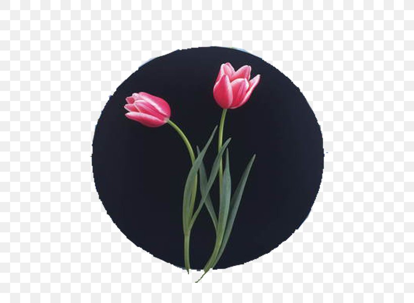 Tulip Pink, PNG, 500x600px, Tulip, Color, Dishware, Floristry, Flower Download Free