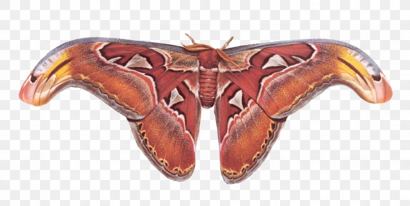 Atlas Moth Butterfly Decapoda Animal, PNG, 1134x571px, Moth, Animal, Animal Figure, Arthropod, Atlas Moth Download Free