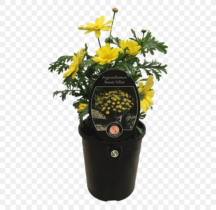 Flowerpot, PNG, 800x800px, Flowerpot, Flower, Plant, Yellow Download Free