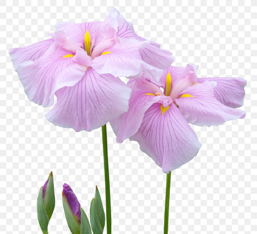 Irises Cut Flowers Garden Roses, PNG, 800x749px, Irises, Cattleya, Cattleya Orchids, Cut Flowers, Directory Download Free