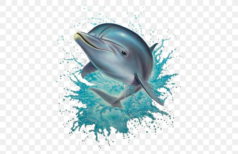 Common Bottlenose Dolphin Wallpaper, PNG, 480x531px, Common Bottlenose Dolphin, Animal, Automotive Design, Centerblog, Common Dolphin Download Free