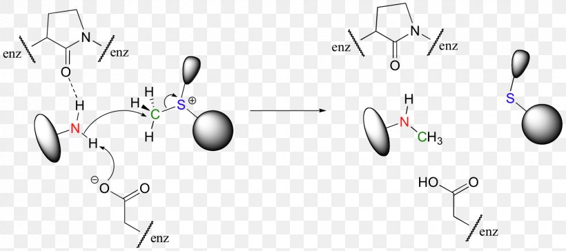 Enzyme Catalysis Active Site Nucleophilic Substitution, PNG, 1656x736px, Enzyme Catalysis, Active Site, Allosteric Regulation, Amine, Area Download Free