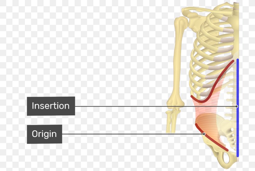 Abdominal Internal Oblique Muscle Abdominal External Oblique Muscle Origin And Insertion Transverse Abdominal Muscle, PNG, 770x550px, Watercolor, Cartoon, Flower, Frame, Heart Download Free
