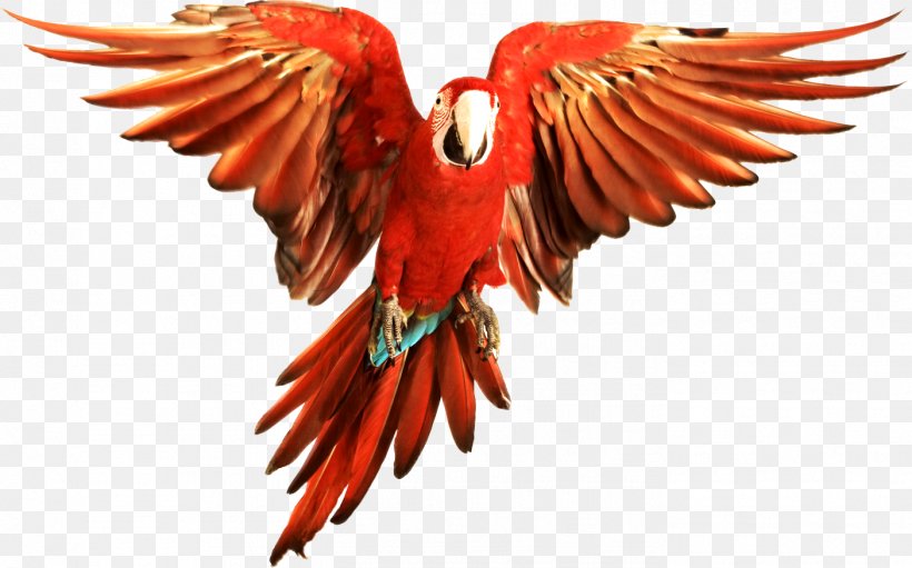 Bird Parrot Scarlet Macaw Red-and-green Macaw Blue-and-yellow Macaw, PNG, 1404x875px, Bird, Beak, Bird Flight, Blueandyellow Macaw, Feather Download Free