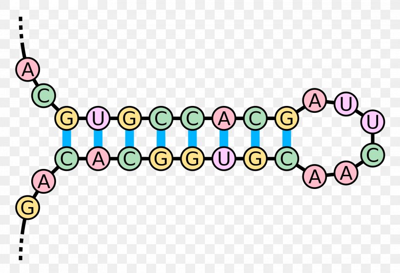 Kissing Stem-loop RNA Base Pair Nucleic Acid Double Helix, PNG, 1920x1309px, Stemloop, Area, Art, Base Pair, Body Jewelry Download Free