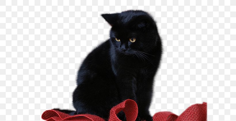 Black Cat Bombay Cat Chartreux Kitten Domestic Short-haired Cat, PNG, 621x421px, Black Cat, Asian, Black, Bombay, Bombay Cat Download Free