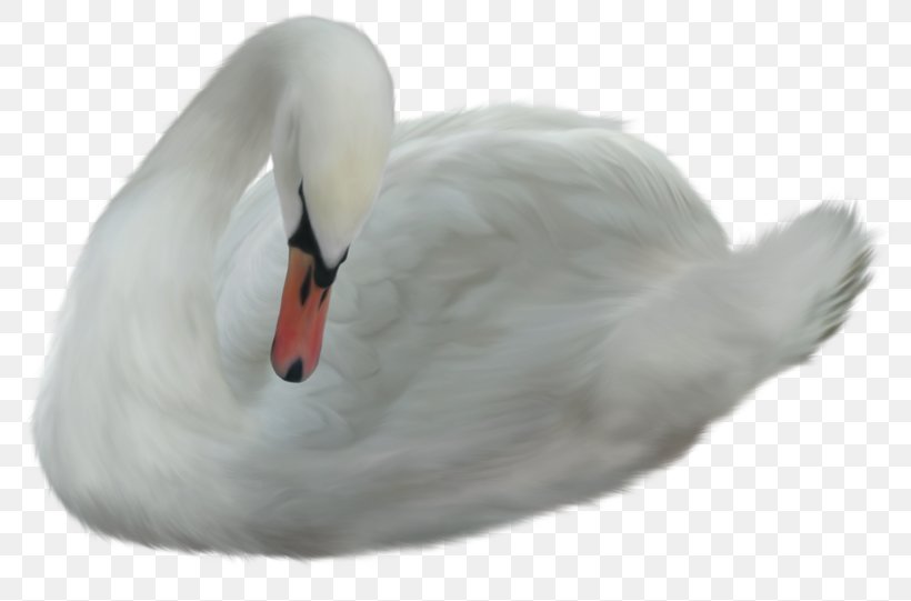 Cygnini Duck Bird, PNG, 800x541px, Cygnini, Beak, Bird, Duck, Ducks Geese And Swans Download Free
