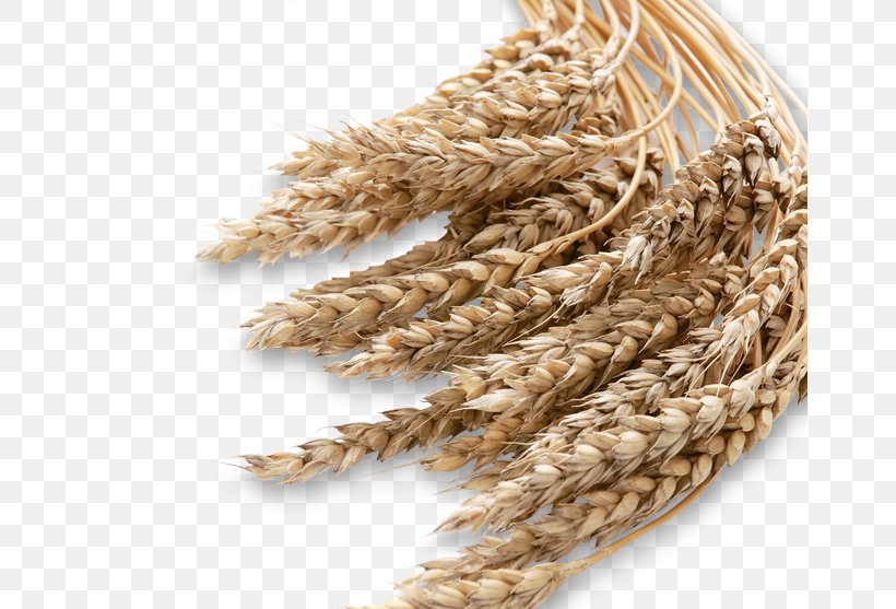 Emmer Barley Cereal Whole Grain, PNG, 658x557px, Emmer, Barley, Cereal, Cereal Germ, Colombia Download Free