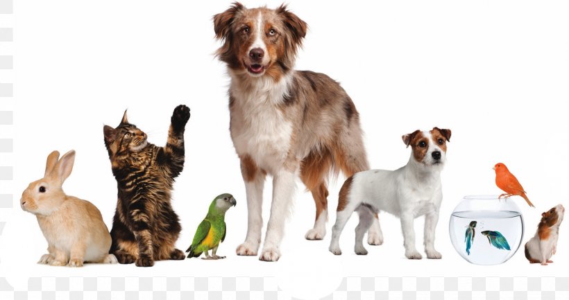 Pet Sitting Dog Puppy Cat, PNG, 1545x817px, Pet Sitting, Animal Loss, Animal Shelter, Cat, Companion Dog Download Free