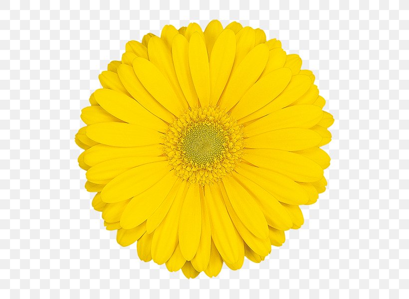 Pinion Stock Photography Discounts And Allowances Transvaal Daisy Wholesale, PNG, 600x600px, Pinion, Chrysanths, Clothing Accessories, Cut Flowers, Daisy Download Free