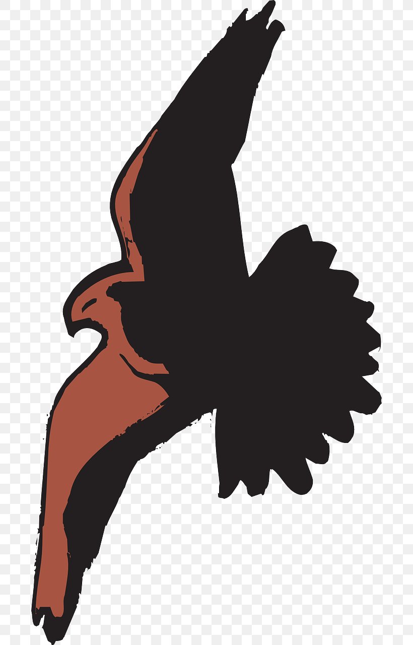 Bald Eagle Bird Hawk Cartoon Clip Art, PNG, 696x1280px, Bald Eagle, Art,  Beak, Bird, Black And