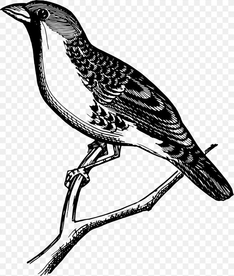 Beak Clip Art, PNG, 2041x2400px, Beak, Art, Bird, Bird Of Prey, Black And White Download Free