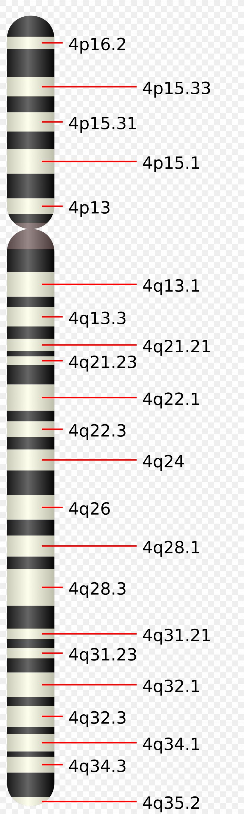 Chromosome 4 Facioscapulohumeral Muscular Dystrophy Disease Gene, PNG, 2000x6674px, Chromosome 4, Area, Autosome, Chromosome, Chromosomes Humains Download Free