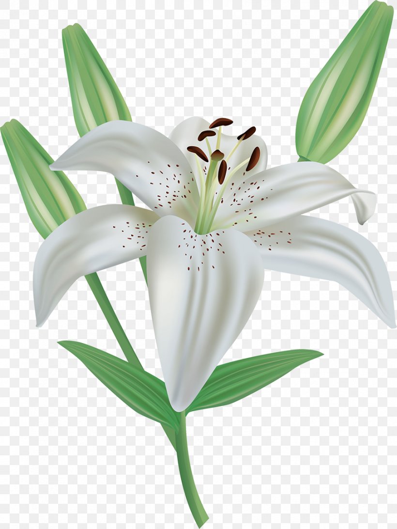 Easter Lily Lilium Candidum Arum-lily Clip Art, PNG, 901x1200px, Easter Lily, Arumlily, Calla Lily, Color, Cut Flowers Download Free