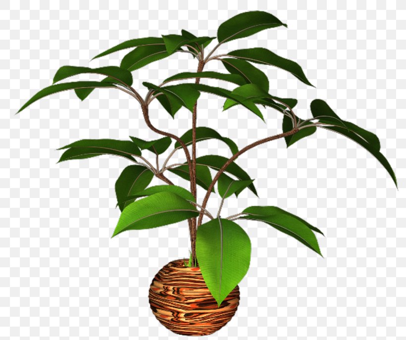 Flowerpot Image Tree, PNG, 800x687px, Flowerpot, Digital Image, Flower, Houseplant, Leaf Download Free