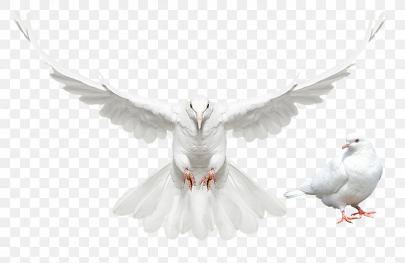 Columbidae Domestic Pigeon Dove, PNG, 1392x904px, Columbidae, Beak, Bird, Domestic Pigeon, Dove Download Free