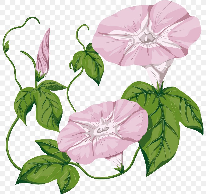 Morning Glory Field Bindweed Drawing Clip Art, PNG, 800x771px, Morning Glory, Art, Bindweed, Datura, Drawing Download Free