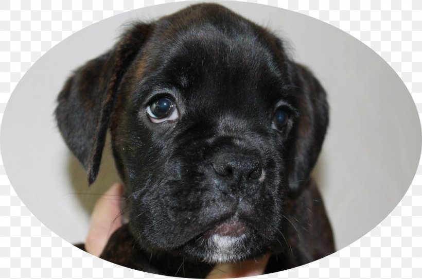 Puggle Boxer Puppy Cane Corso Dog Breed, PNG, 1189x787px, Puggle, Atreyu, Boxer, Breed, Cane Corso Download Free
