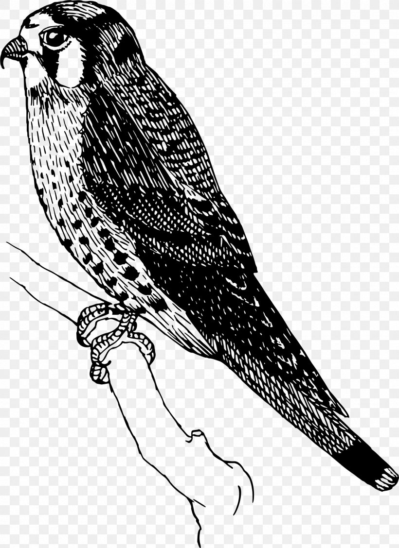 Swainson's Hawk Bird Owl Clip Art, PNG, 1744x2400px, Hawk, Beak, Bird, Bird Of Prey, Black And White Download Free