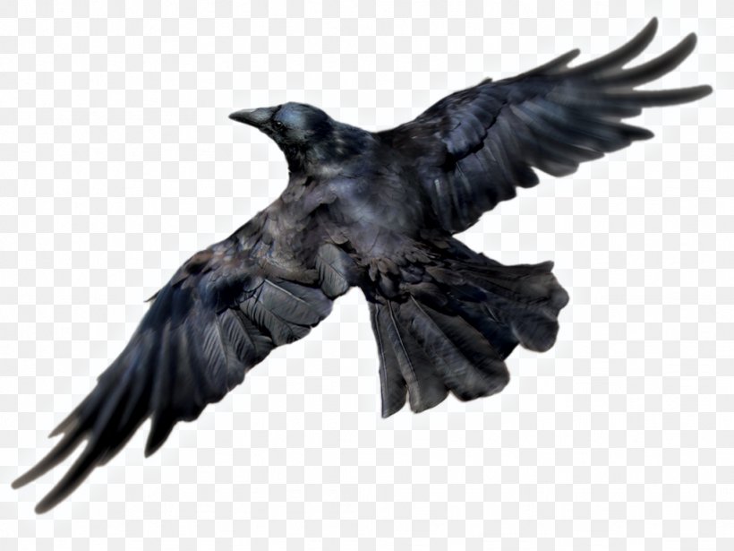 Common Raven Bird, PNG, 1024x768px, Common Raven, Alpha Compositing, American Crow, Art, Beak Download Free