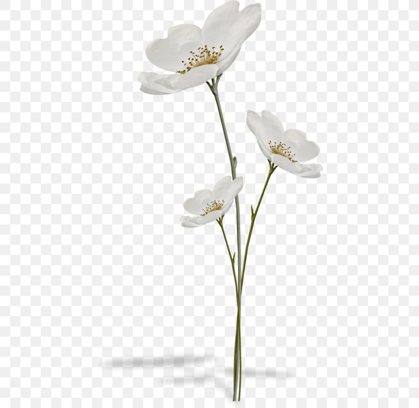 Flower Still Life Photography Clip Art, PNG, 447x800px, Flower, Cut Flowers, Drawing, Flowering Plant, Petal Download Free