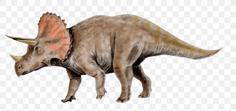 Triceratops Tyrannosaurus Pachyrhinosaurus Utahceratops Torosaurus, PNG, 900x423px, Triceratops, Animal Figure, Art, Ceratopsidae, Claw Download Free