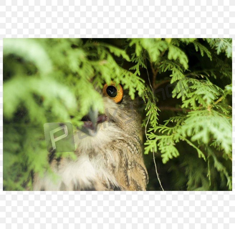 Eurasian Eagle-owl Greater Swiss Mountain Dog Cygnini Bald Eagle, PNG, 800x800px, Owl, Animal, Bald Eagle, Beak, Bernese Mountain Dog Download Free
