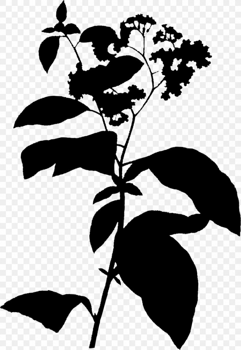 Heliotropium Flowering Plant Plants Subshrub Plant Stem, PNG, 864x1258px, Flowering Plant, Blackandwhite, Borages, Botany, Branch Download Free
