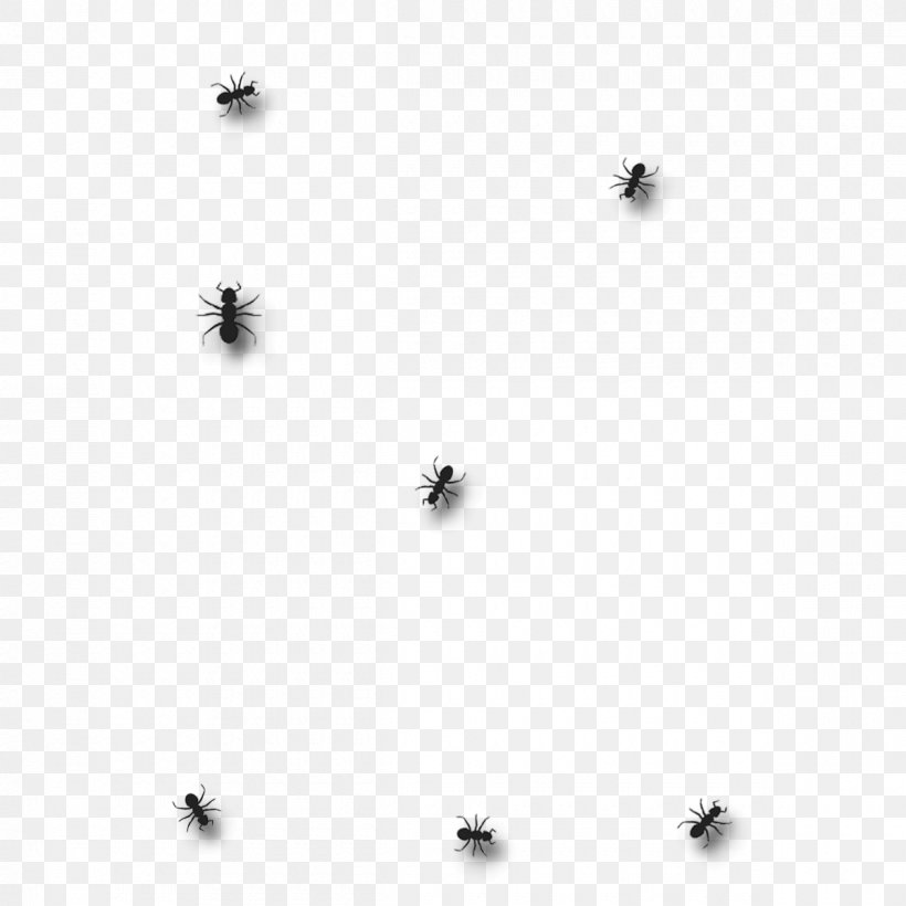 Insect Black And White Monochrome Photography Invertebrate, PNG, 1200x1200px, Insect, Black, Black And White, Body Jewellery, Body Jewelry Download Free