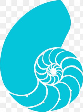 Seashell - Nautilidae Seashell Chambered Nautilus Clip Art PNG
