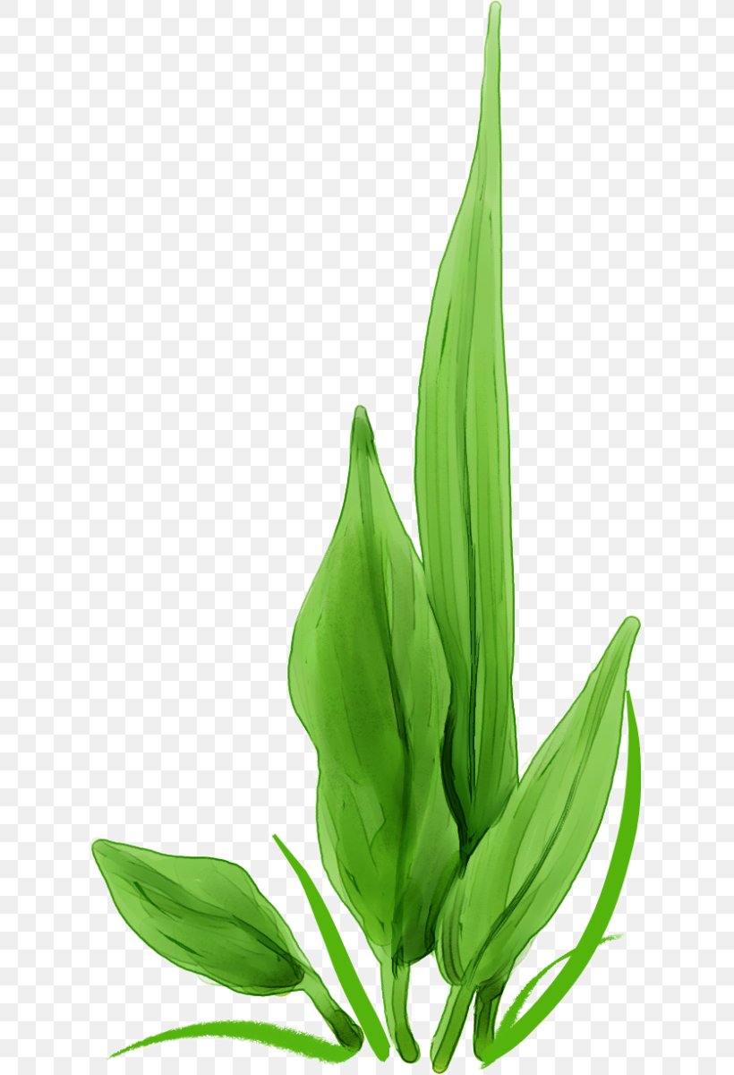 Algae Green Wallpaper, PNG, 618x1200px, Algae, Animation, Aquatic Plant, Drawing, Flower Download Free