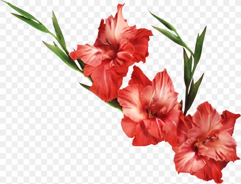 Clip Art Gladiolus Free Content Image, PNG, 1200x916px, Gladiolus, Birth Flower, Carnation, Cut Flowers, Flower Download Free