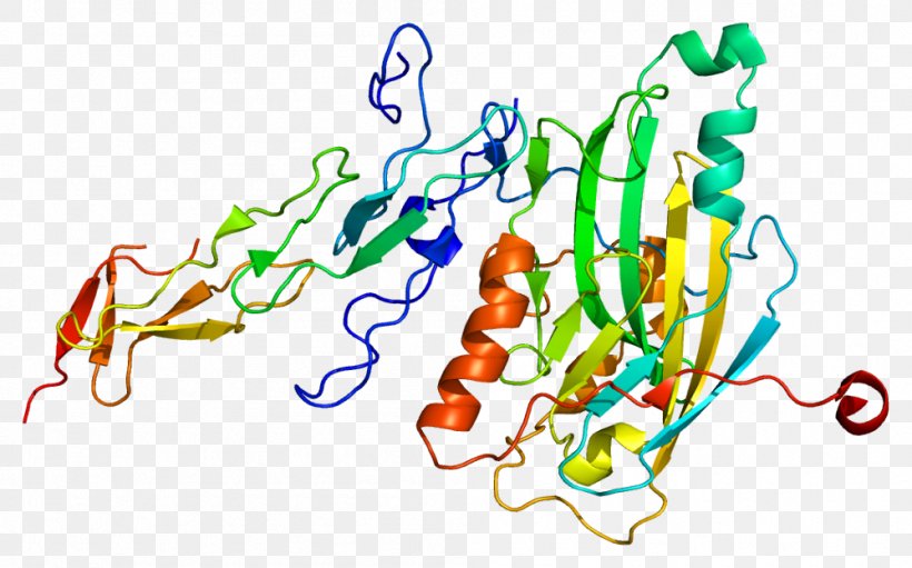 Herpesvirus Entry Mediator Protein TNF Receptor Superfamily LIGHT, PNG, 999x623px, Protein, Area, Art, Artwork, Cell Surface Receptor Download Free