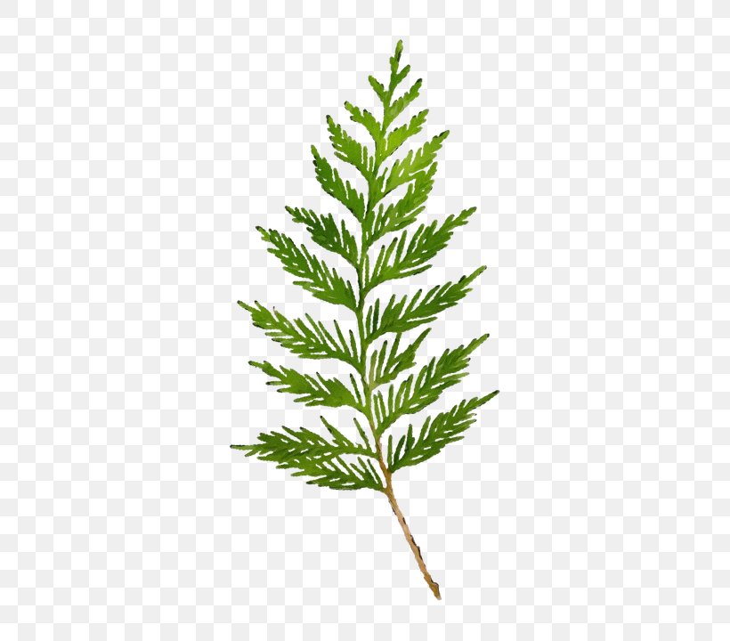 Yellow Fir Plant Leaf White Pine Red Juniper, PNG, 411x720px, Watercolor, American Larch, Jack Pine, Leaf, Paint Download Free