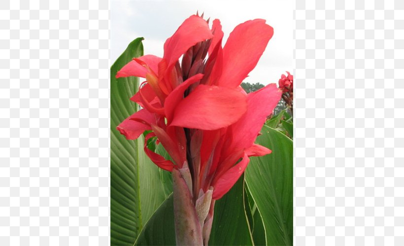 Canna Indian Shot Amaryllis Alstroemeriaceae Plant Stem, PNG, 500x500px, Canna, Alstroemeriaceae, Amaryllis, Canna Family, Canna Lily Download Free