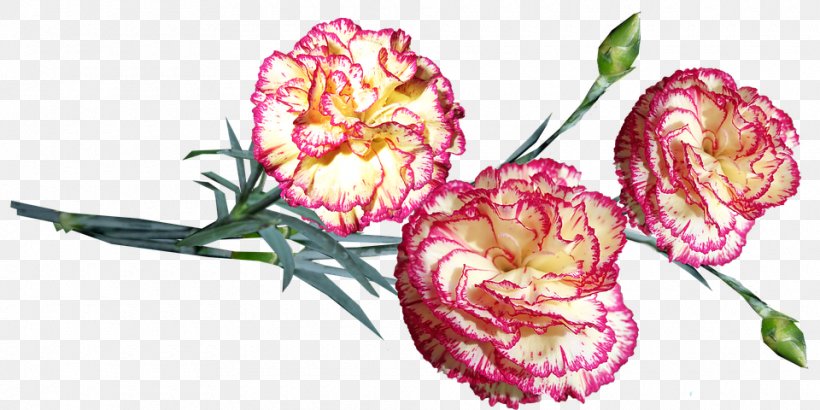 Flower Carnation Plant Pink Flowering Plant, PNG, 960x480px, Flower, Carnation, Cut Flowers, Dianthus, Flowering Plant Download Free