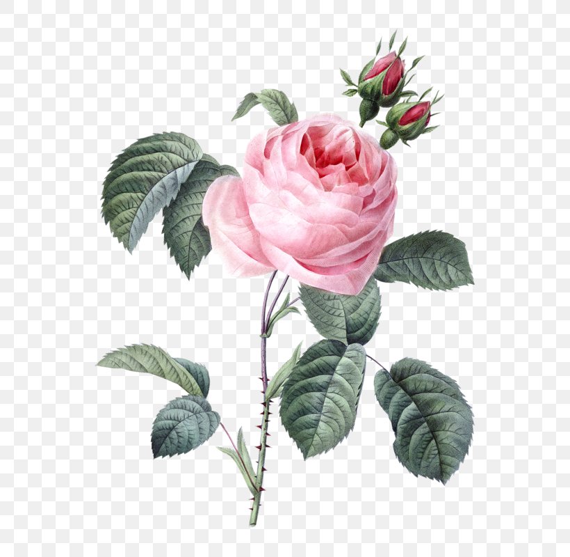 Les Roses Pierre-Joseph Redouté (1759-1840) Moss Rose Engraving, PNG, 640x800px, Les Roses, Art, Artist, Botany, Cabbage Rose Download Free