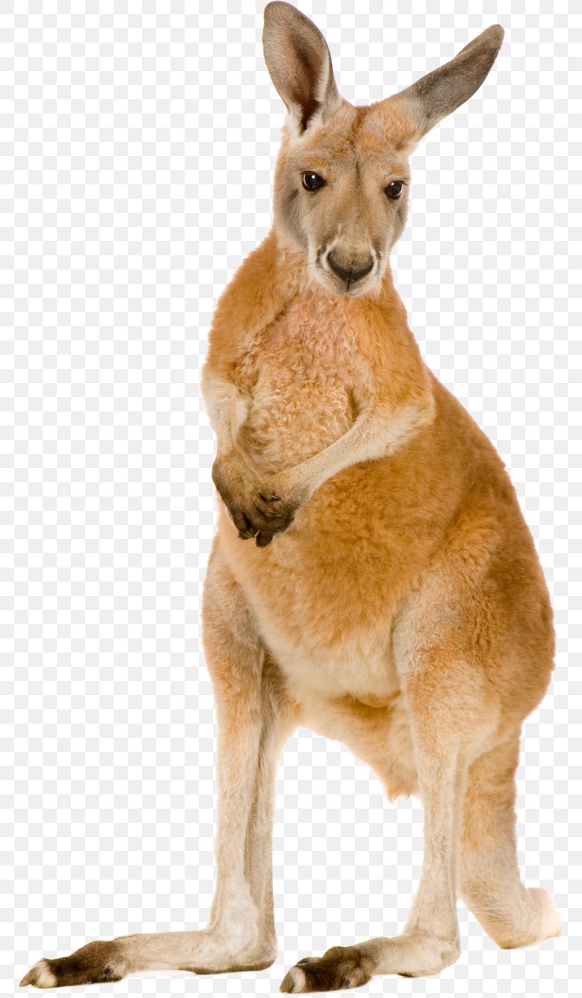 Red Kangaroo Eastern Grey Kangaroo Macropodidae Stock Photography, PNG, 768x1407px, Red Kangaroo, Eastern Grey Kangaroo, Fauna, Fur, Kangaroo Download Free